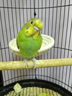 Budgie perching in cage