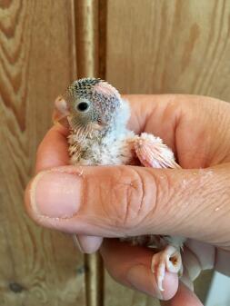 Holding a budgie