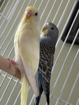 My new roomies! Casey and Finnigan!