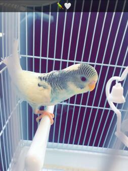 A budgie perching inside a bird cage.