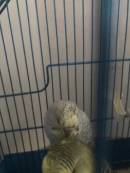 Budgie in cage