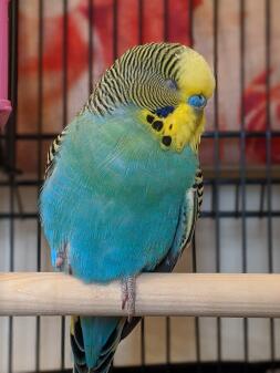 Close up of Budgie