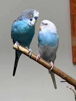 Two Budgies