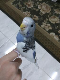 A little budgie perched on my fingers.