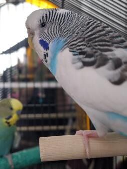 Close up of Budgie