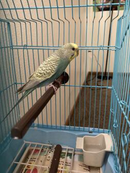 Budgie in cage