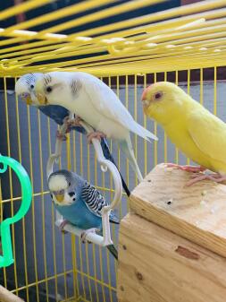 Budgie enjoying perching in their cage.