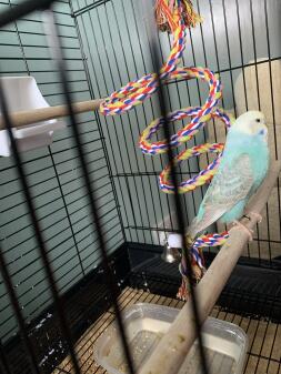 What type of budgie is this?
