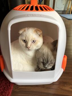 Best cat litter tray