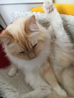 a brown and white cat lying on a fluffy blanket