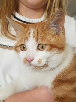 A tiger cat being held by a human