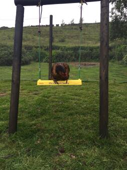 One of the girls getting used to the new chicken swing