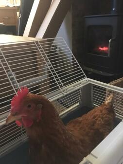 Drying chicken post bath