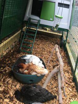 A chicken having a dust bath.