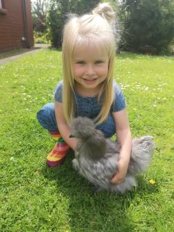 Children love keeping chickens.