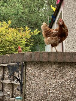 a chicken stood on top of a brick wall