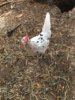 A white chicken with back specks in a mud garden