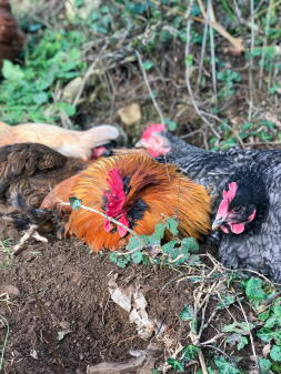 a group of orange, brown and black chickens in a dust bath in a garden
