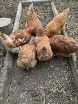 lots of orange chickens eating from a feeder