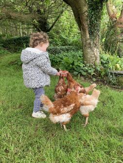 a young girl feeding orange chickens in a garden