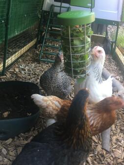 Chickens pecking at a peck toy.