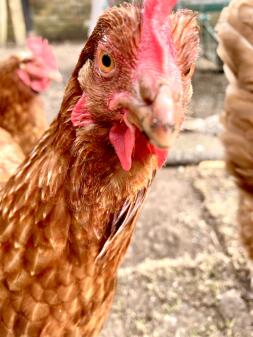 Close up of chicken