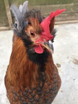 a brown and black chicken close up image