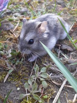 a small hamster in a garden with brown and pale grey fur