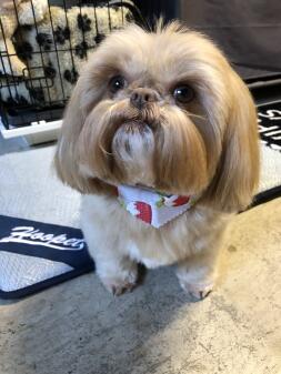 A Maltese dog in front of a Fido studio crate