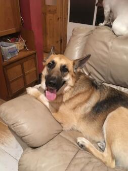 a large black and brown dog lying down on a brown sofa