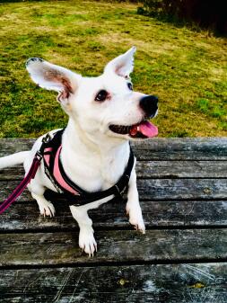 A podenco on a bench with a leash