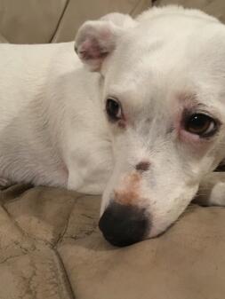 a sleepy white dog lying on a bed