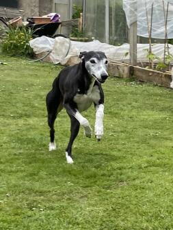 A wippet running down a garden.