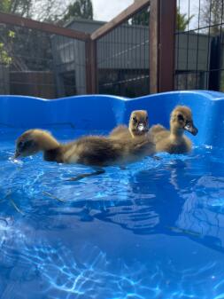 three duckling swimming in a paddling pool