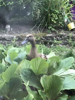 a brown duck stood amongst plants in a garden
