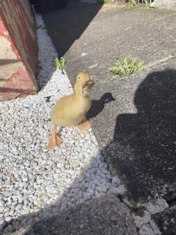 Happy Duck