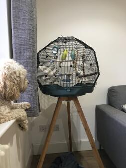 Dog Watching Budgies in Omlet Geo Bird Cage