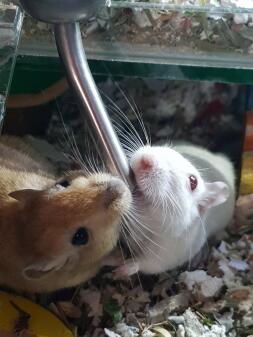 Two gerbils enjoying a nice drink of water.