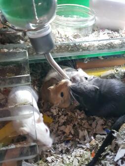 Gerbils drinking water.