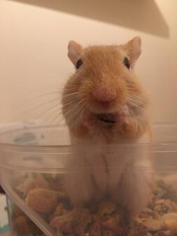 Gerbil with food