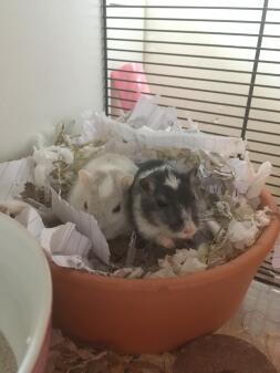 Gerbils in pot