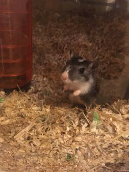 A gerbil saying hello.