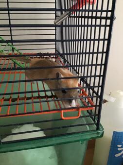 Gerbil in cage