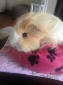 A guinea pig looking fabulous after having a haircut.