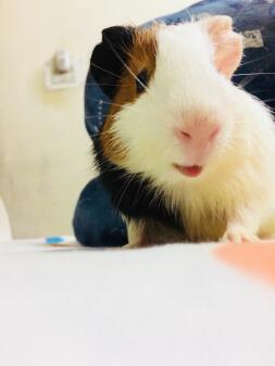 My guinea pig