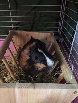 A guinea pig laying on some hay in a cage