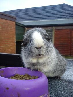 Tom my guinea pig! :-)