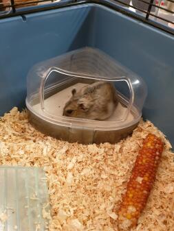 a small grey dwarf hamster in a dust bath in a cage with sawdust