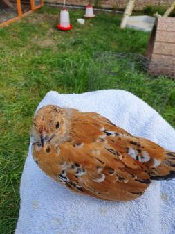 Chicken on towel