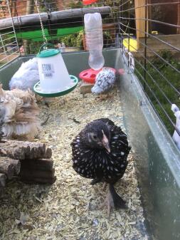 Four chickens walking inside a cage